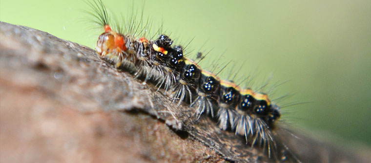 What does a Pest Control Adviser do? | Coalinga College